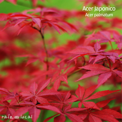 Acer Japonico