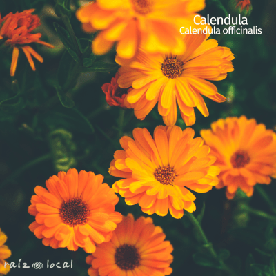 Calendula