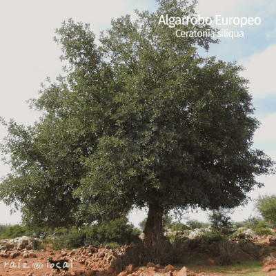 Algarrobo Europeo