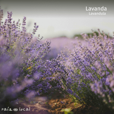 LAVANDA