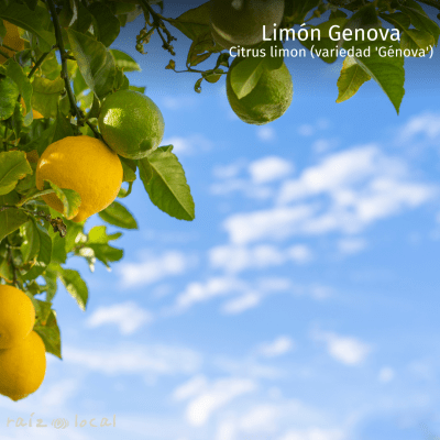 LIMON GENOVA
