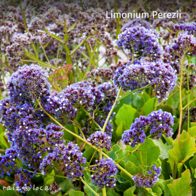 LIMONIUM PEREZII