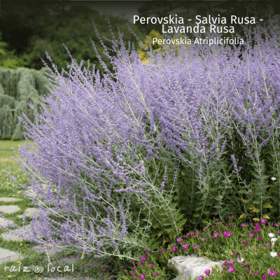 Perovskia - Salvia Rusa - Lavanda Rusa