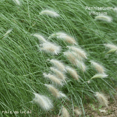 Pennisetum1