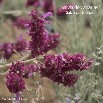 Salvia de Canarias1