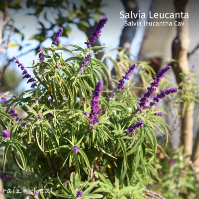 SALVIA LEUCANTA