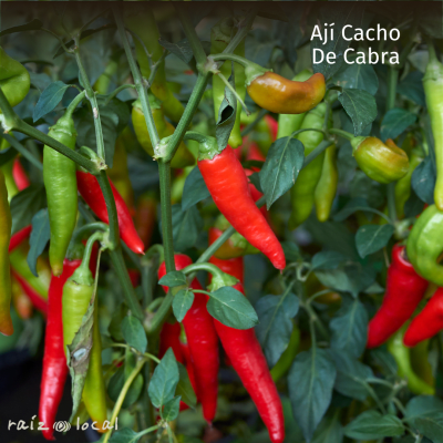 Semillas De Aji Cacho De Cabra Libres de químicos