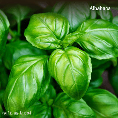 Semillas De Albahaca