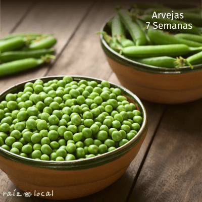 Semillas De Arvejas 7 Semanas
