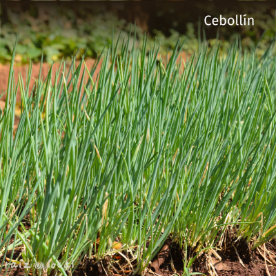 Semillas De Cebollin Libres de químicos