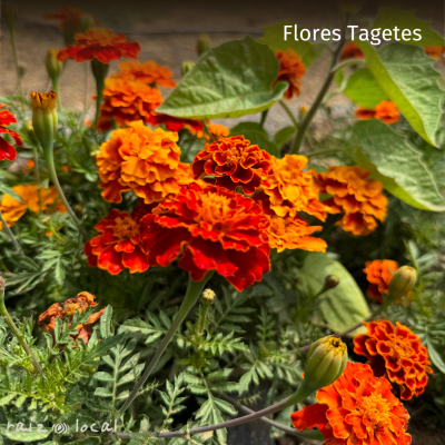 Semillas De Flores Tagetes