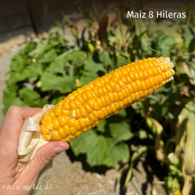 Semillas De Maiz 8 Hileras