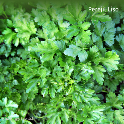 Semillas De Perejil Liso Libres de químicos