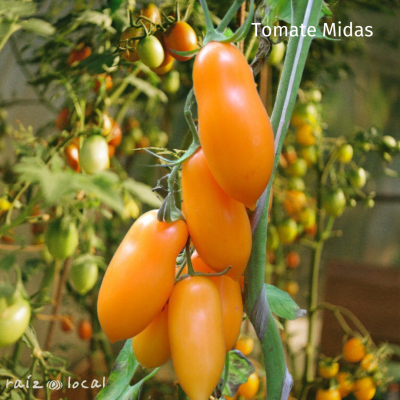 Semillas De Tomate Midas