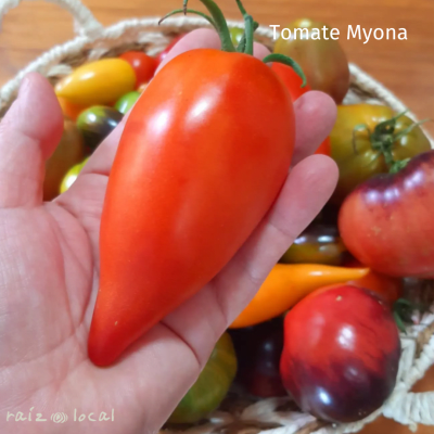 Semillas De Tomate Myona