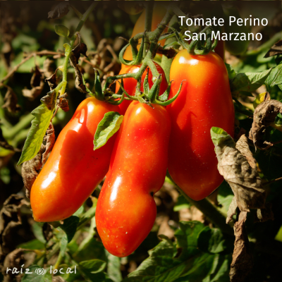 Semillas De Tomate Perino San Marzano