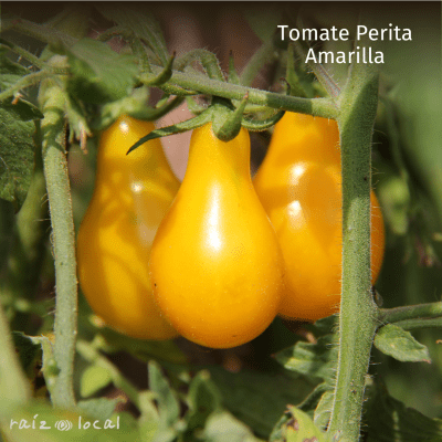 Semillas De Tomate Perita Amarilla