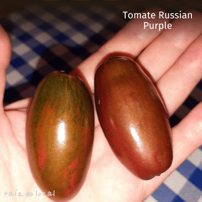 Semillas De Tomate Russian Purple