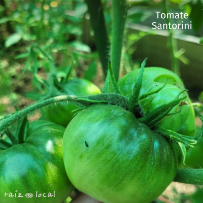 Semillas De Tomate Santorini