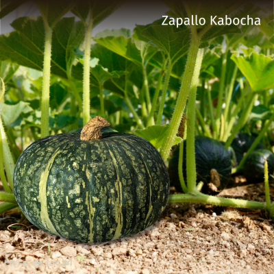 Semillas De Zapallo Kabocha