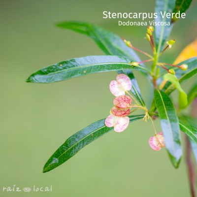 STENOCARPUS VERDE