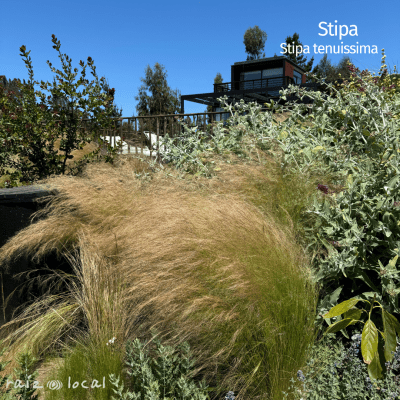 Stipa tenuissima