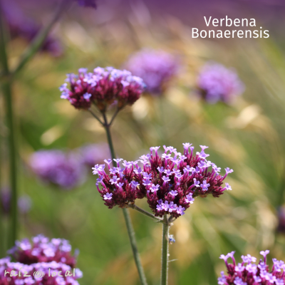 VERBENA BONAERENSIS