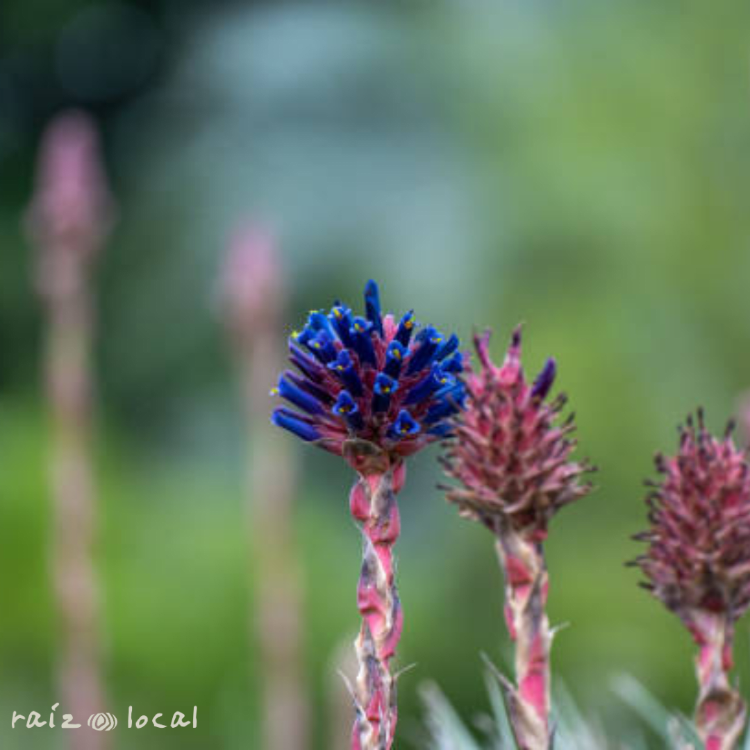 Puya - Chagual Venusta2