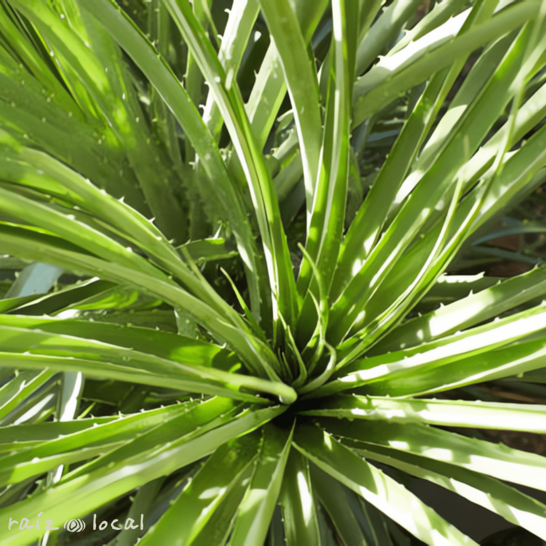 Puya - Chagual Venusta3