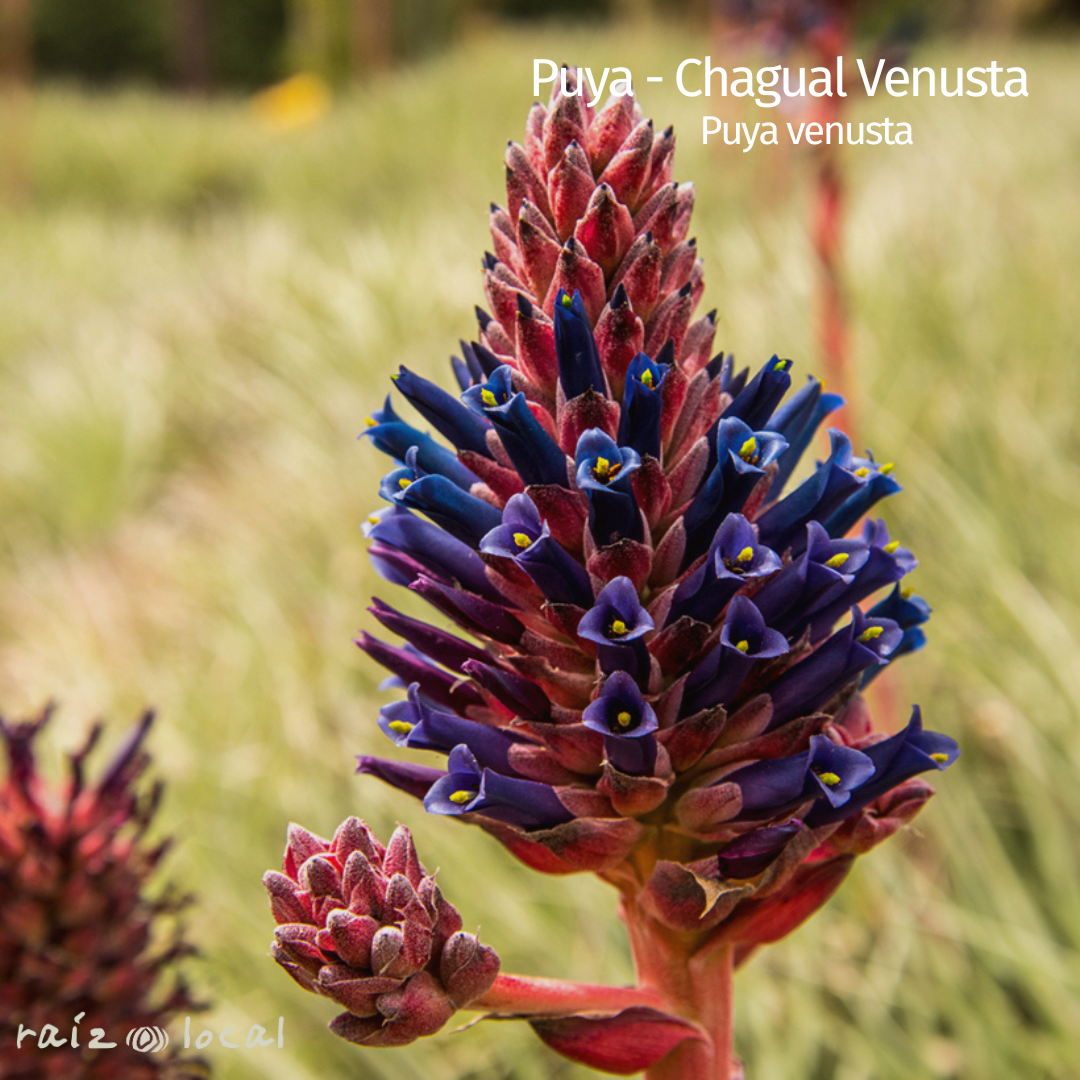 Puya - Chagual Venusta 0