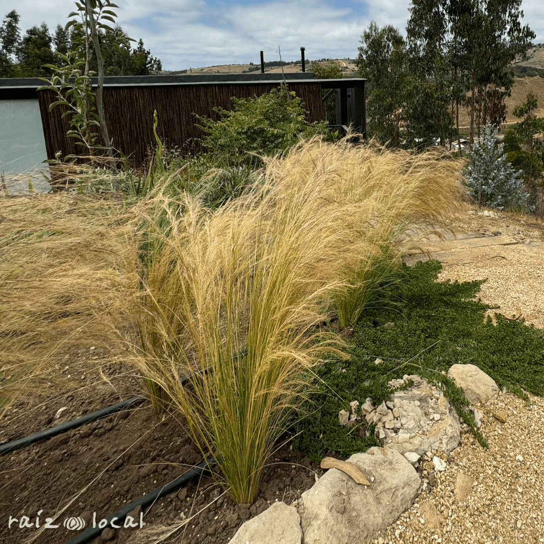 Stipa tenuissima3
