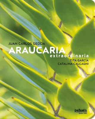 ARAUCARIA EXTRAORDINARIA TD-PEHUEN