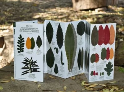 DESPLEGABLE HOJAS DE LOS ARBOLES DE LA SELVA VALDIVIANA-ATLAS NATIVA