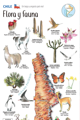 MAPA ILUSTRADO FLORA Y FAUNA DE CHILE-TRAVEL BOOKS