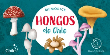 MEMORICE HONGOS DE CHILE-PLANETA SOSTENIBLE MANDIOLA