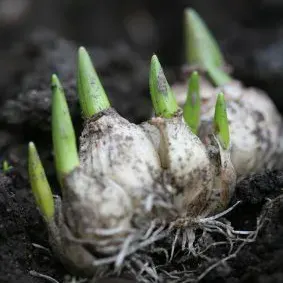 Plantas bulbosas