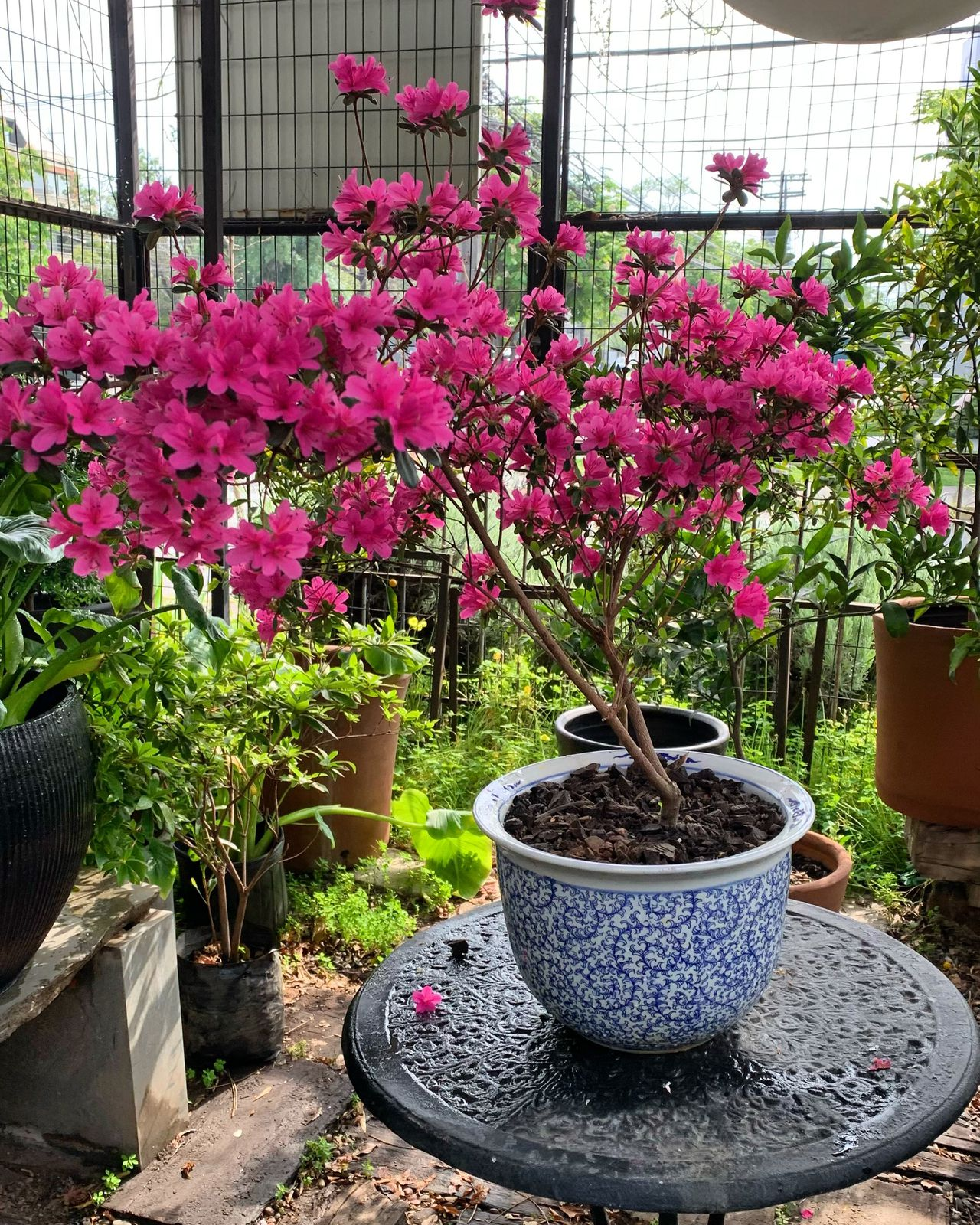 Azalea Mollis