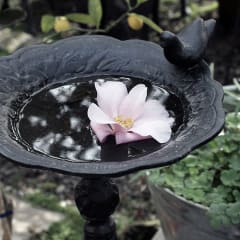 Bebedero Pedestal Pájaro