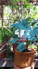 Canasto Mimbre 20x30 0