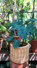 Canasto Mimbre 25x30 blanco 0