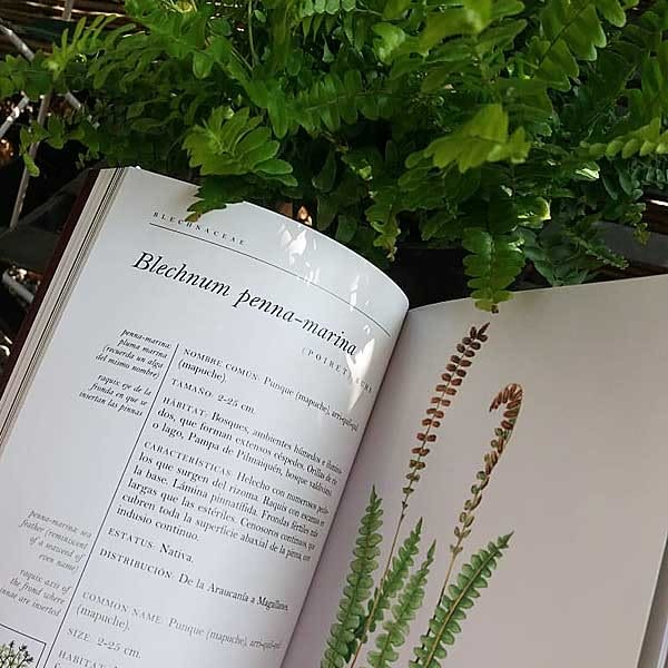 Helechos del Bosque Húmedo3