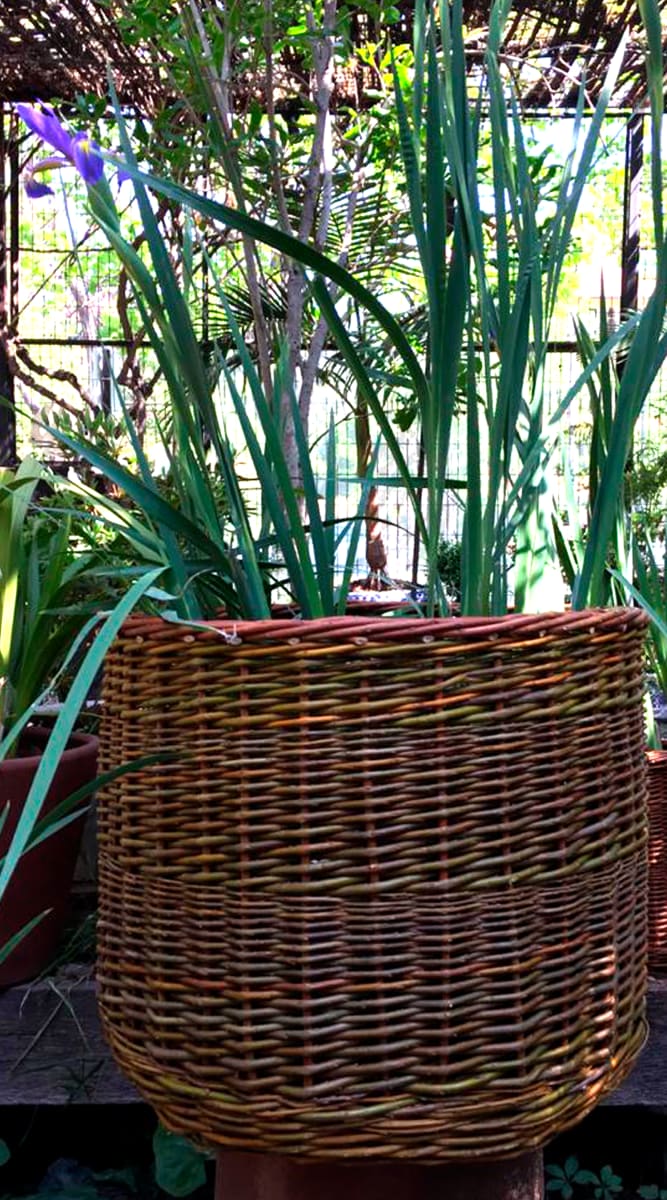 Canasto Mimbre 40x501