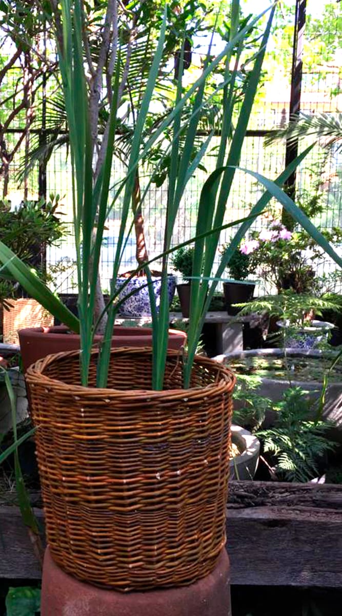 Canasto Mimbre 30x30 2