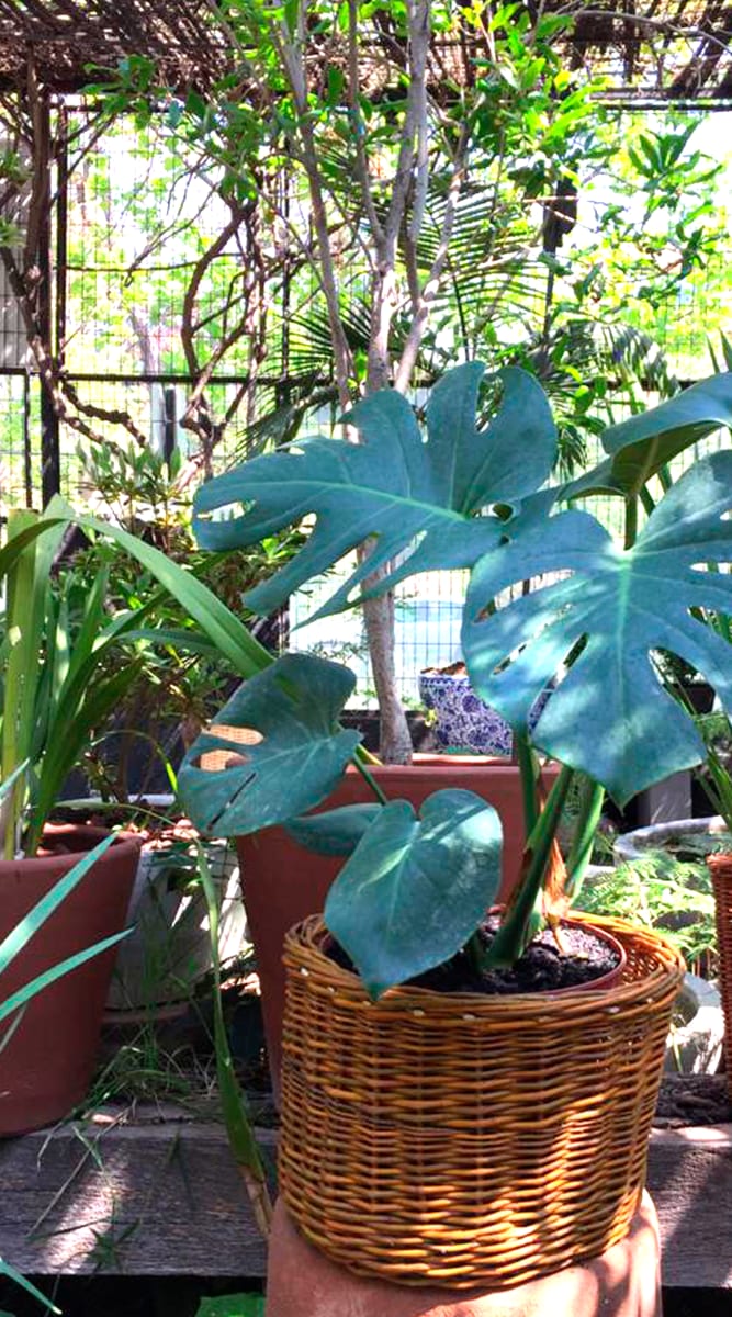 Canasto Mimbre 20x301