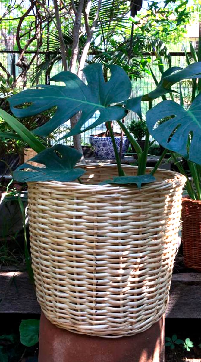 Canasto Mimbre Blanco 35x351