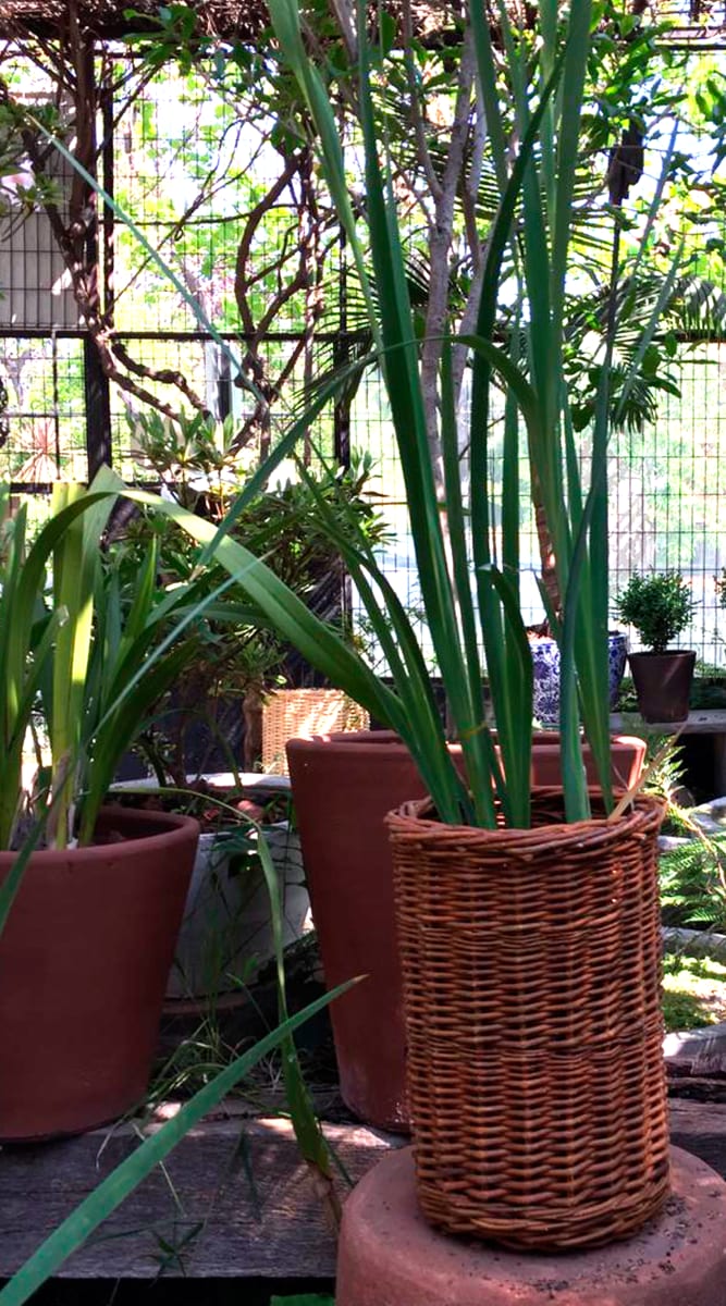 Canasto Mimbre 30x202