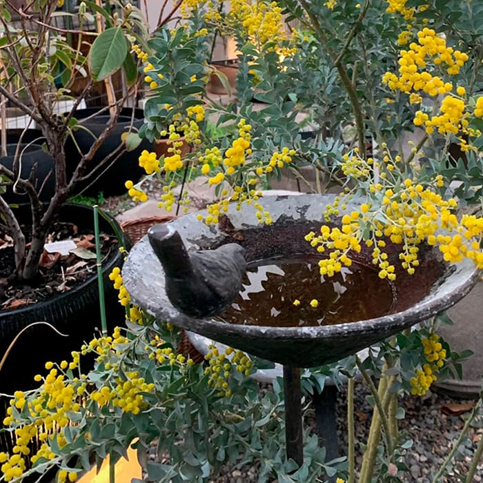 Bebedero Estaca Cónico1