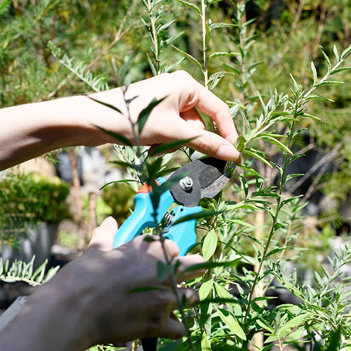 Tijeras para Podar Classic2