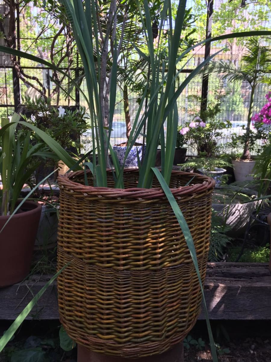 Canasto Mimbre 40x402