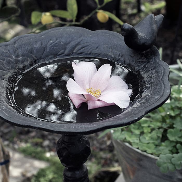 Bebedero Pedestal Pájaro